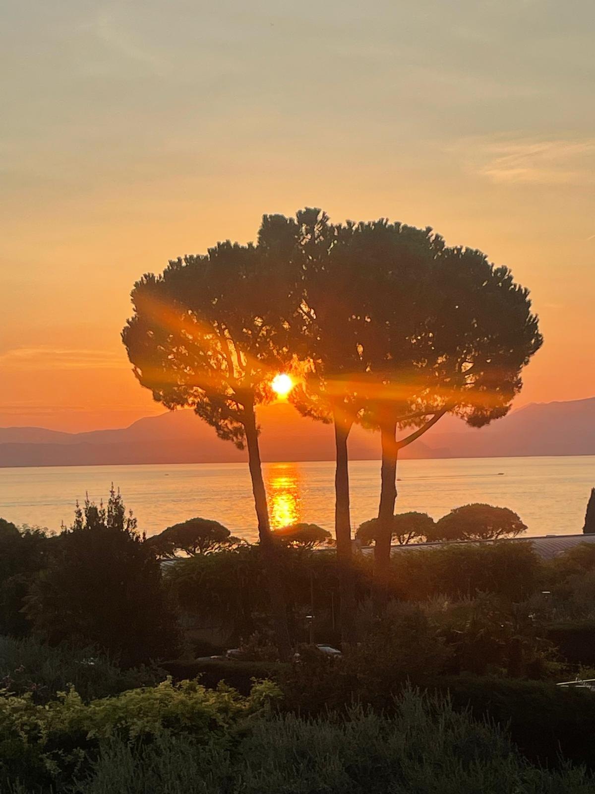 Sonnenuntergang mit Pinien am Gardasee